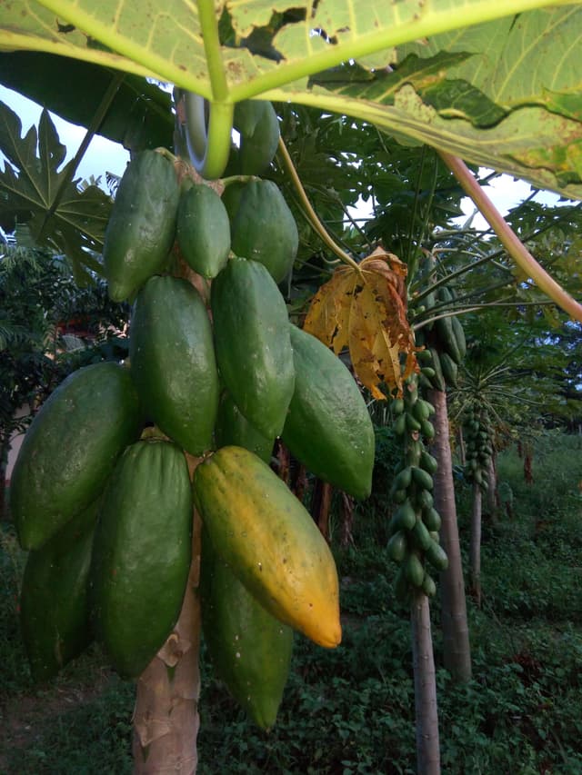 Organic Vegetables & Fruits